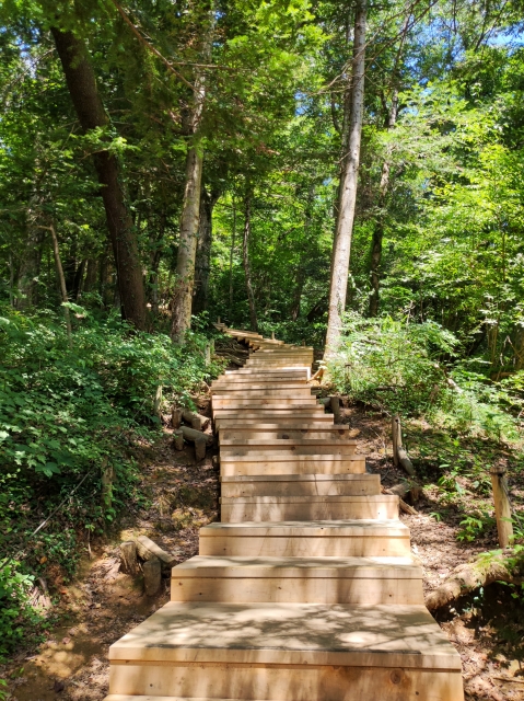 6号路の登山道